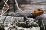 Rainbow Lizard Up-Close