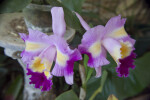 "Rainbow" Orchid Flowers