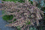 "Rainbow Surprise" Coprosma