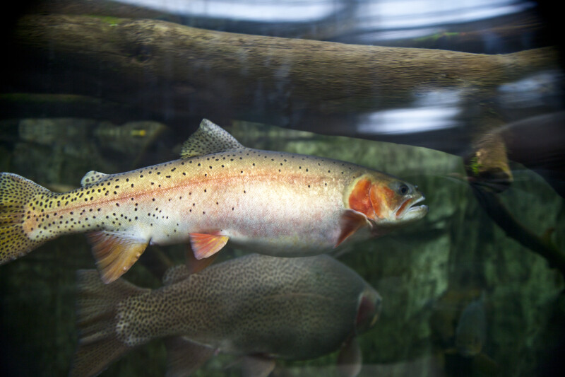 Rainbow Trout and Log