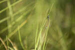 Rambur's Forktail Damselfly