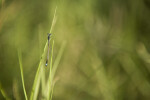 Rambur's Forktail