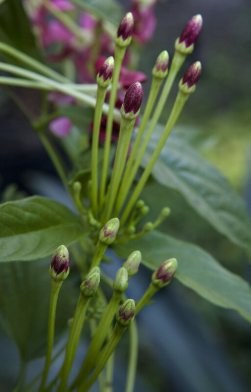 Rangoon Creeper Flower Buds