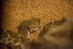 Rattlesnake Close-Up