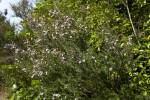 "Ray Williams" Leptospermum Branches