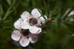 Ray Williams Leptospermum Flower