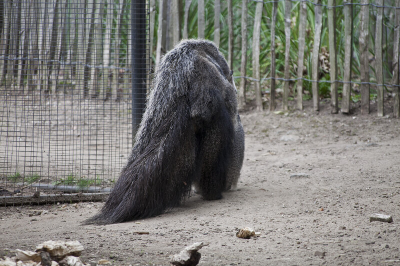 Rear View of Young Anteater Riding on its Mother's Back