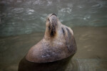 Reclining Sea Lion