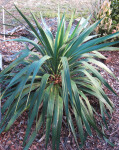 Recurved Yucca