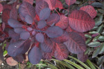 Red and Black Leaves Close-Up