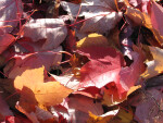 Red and Orange Autumn Leaves