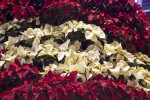 Red and White Poinsettia Display