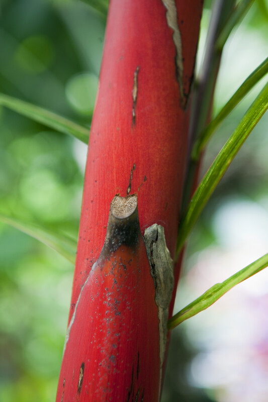 Red Bark of a Sealing Wax Palm