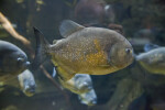 Red-Bellied Piranha
