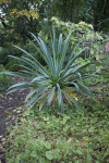 Red Bells Agave