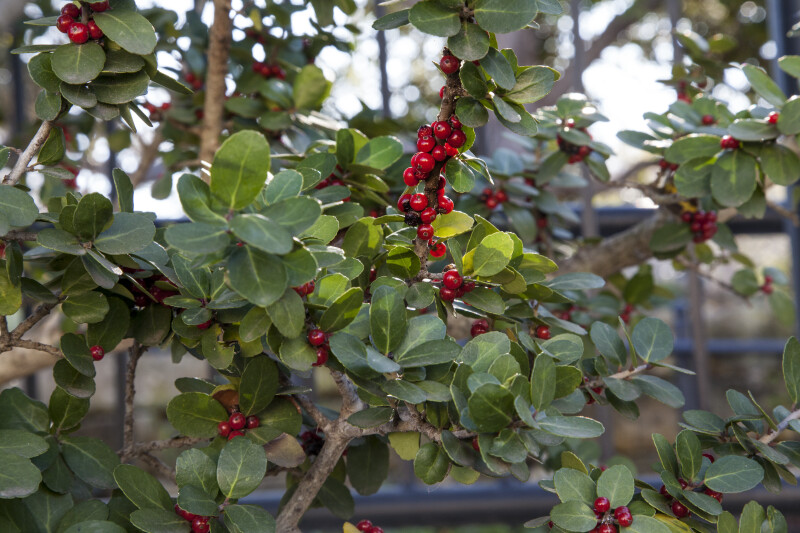 Red Berries and Green Leaves of a Yaupon Holly