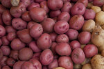 Red-Bliss Baby Potatoes