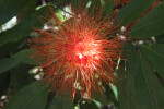 Red Bloom of a Handkerchief Tree