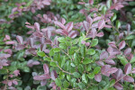 Red Cestrum Branches and Leaves