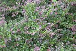 Red Cestrum with Purple and Green Leaves at the Kanapaha Botanical Gardens