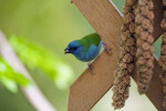 Red-Cheeked Cordon Bleu Eating on Trellis