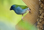 Red-Cheeked Cordon Bleu Feeding