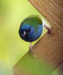 Red-Cheeked Cordon Bleu Looking Ahead