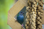 Red-Cheeked Cordon Bleu on Trellis