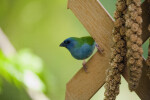 Red-Cheeked Cordon Bleu Perched on Trellis