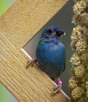 Red-Cheeked Cordon Bleu