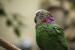 Red Fan Parrot