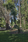 Red Flowering Gum Tree at Capitol Park in Sacramento