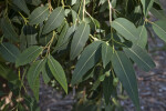 Red Flowering Gum Tree Branches