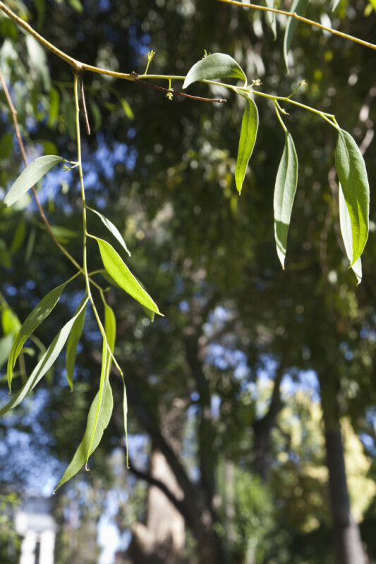 Red Ironbark Branches and Leaves