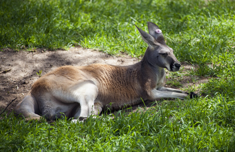 Red Kangaroo in Grass
