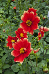 Red "Korona" Dahlia Flowers