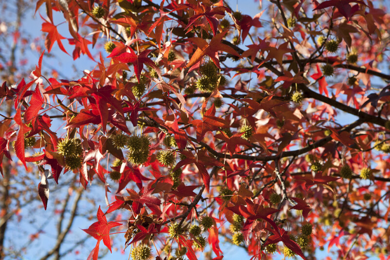 Red Leaves and Thorny, Yellow Flowers Extending from American Sweetgum Branches