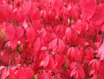 Red "Burning Bush" Leaves in Autumn