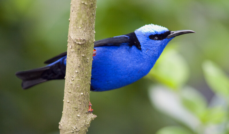 Red-Legged Honeycreeper at Butterfly World