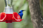 Red-Legged Honeycreeper at Feeder