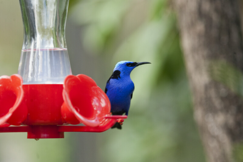 Red-Legged Honeycreeper Looking Right