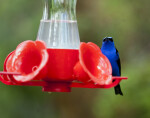 Red-Legged Honeycreeper on Feeder