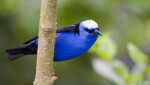 Red-Legged Honeycreeper