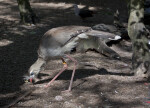 Red-Legged Seriema