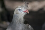 Red-Legged Seriema Close-Up