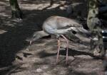 Red-Legged Seriema Foraging