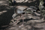 Red-Legged Seriema Looking for Food