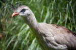 Red-Legged Seriema