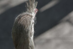 Red-Legged Seriuma's Head