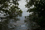 Red Mangrove Branches and Leaves Above Water at the Florida Campgrounds of Everglades National Park